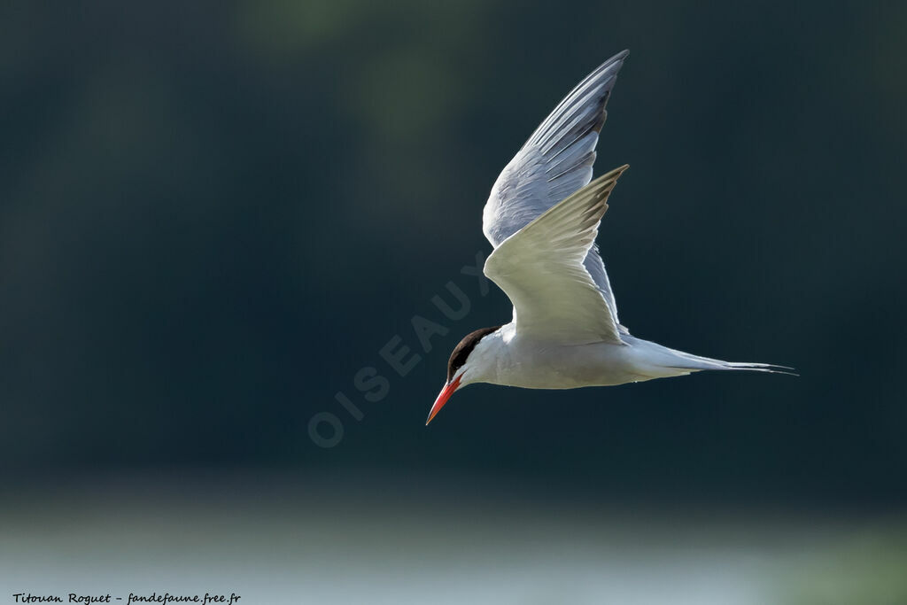 Common Tern