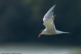 Common Tern