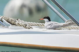 Common Tern