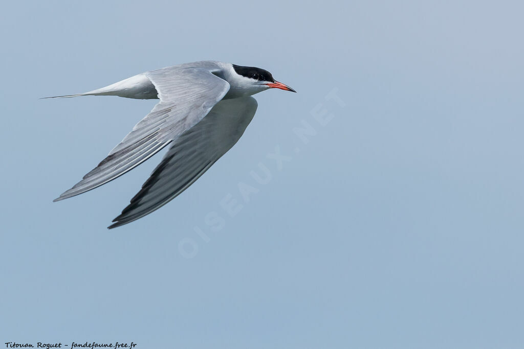 Common Tern