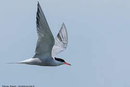 Common Tern