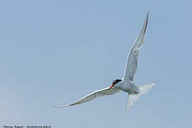 Common Tern