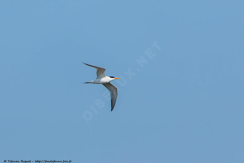 Lesser Crested Ternadult breeding, Flight