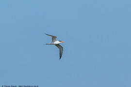 Lesser Crested Tern