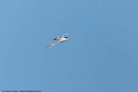 Lesser Crested Tern