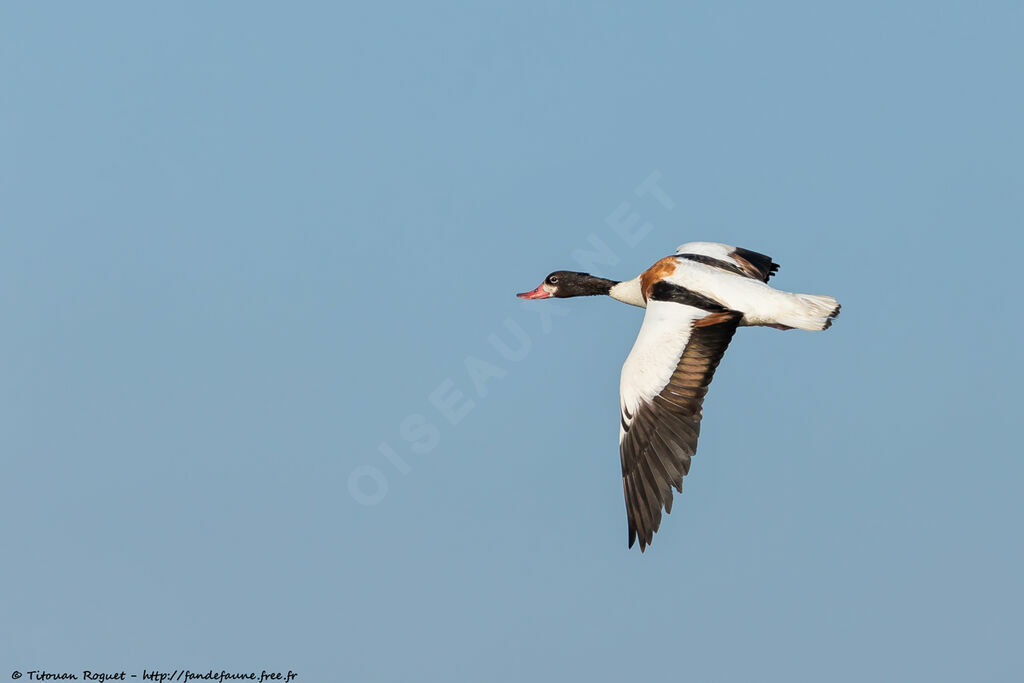 Common Shelduck female adult, identification, close-up portrait, aspect, pigmentation, Flight