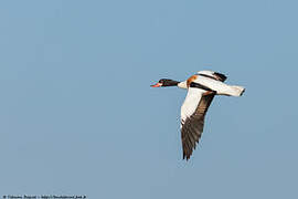 Common Shelduck