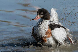 Common Shelduck