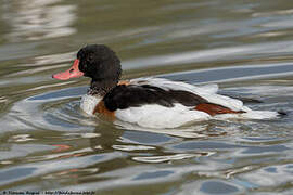 Common Shelduck