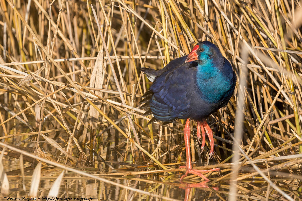 Western Swamphen