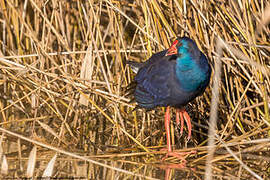 Western Swamphen