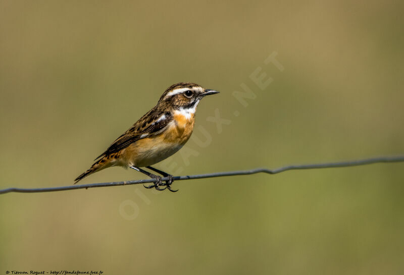 Whinchat, identification