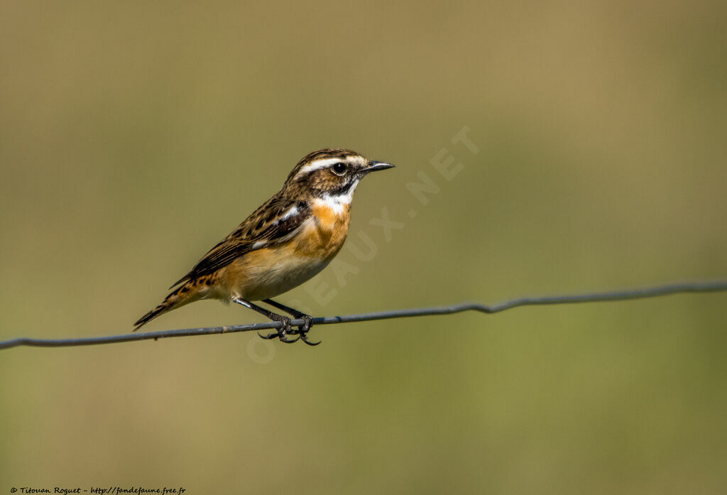 Whinchat, identification