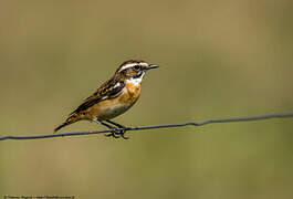 Whinchat