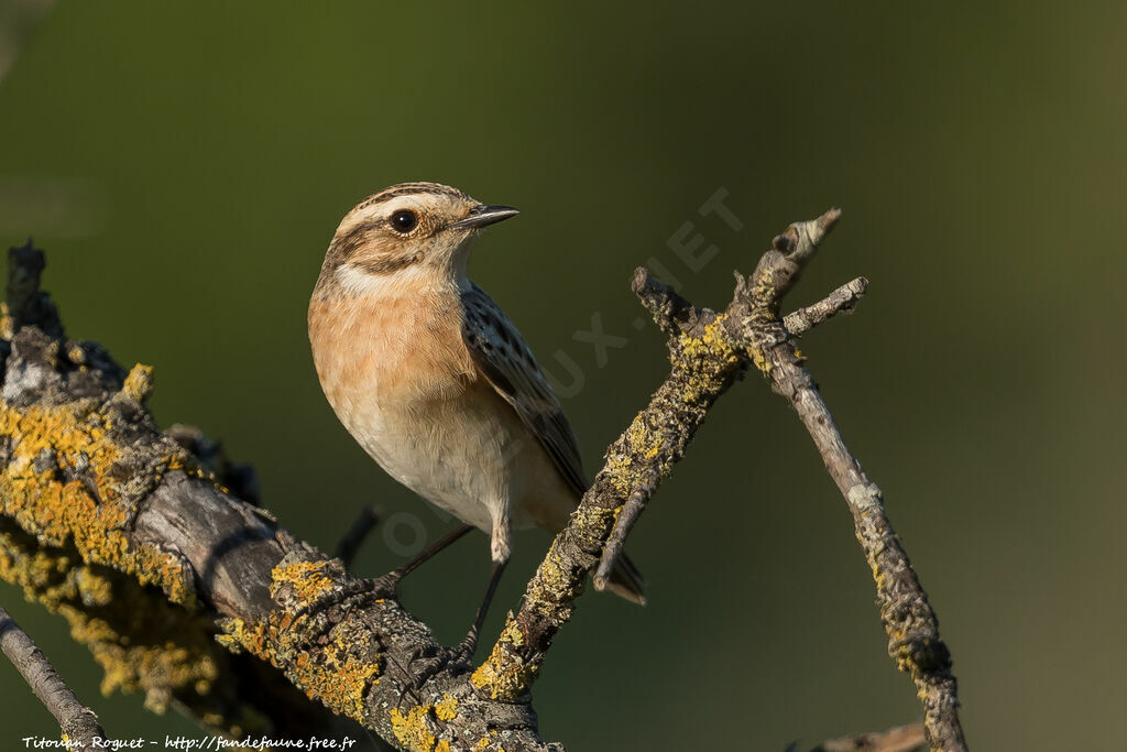 Whinchat