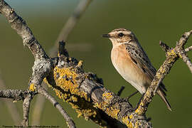 Whinchat