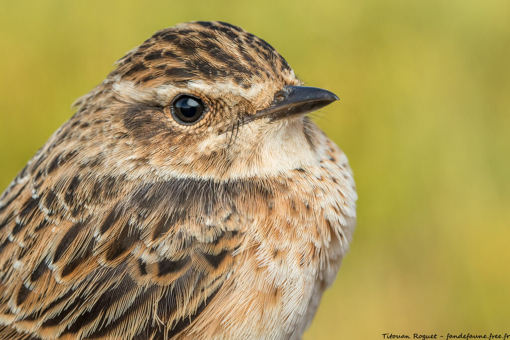 Whinchat