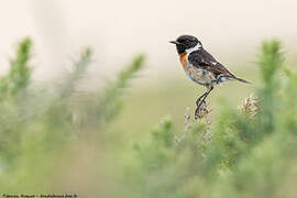 European Stonechat