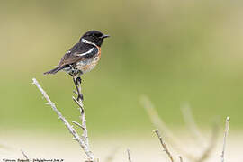 European Stonechat