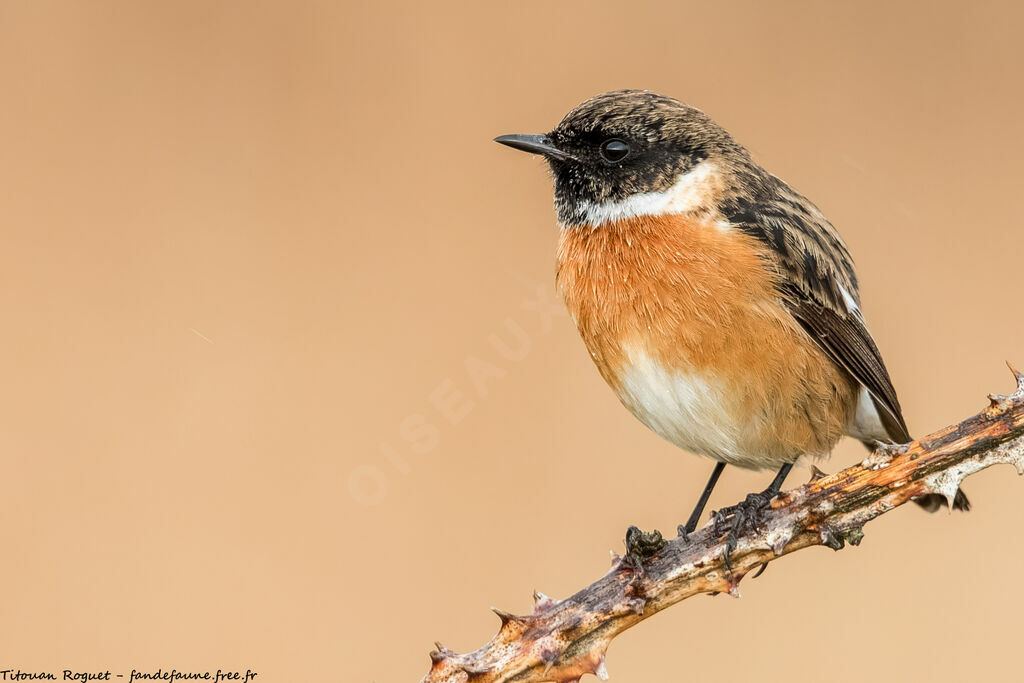 European Stonechat