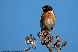 European Stonechat