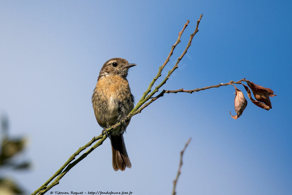 European Stonechat female adult, identification