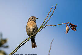 European Stonechat