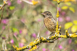 European Stonechat