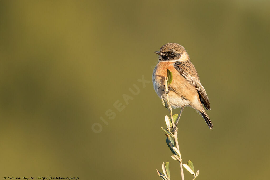 European Stonechat, identification