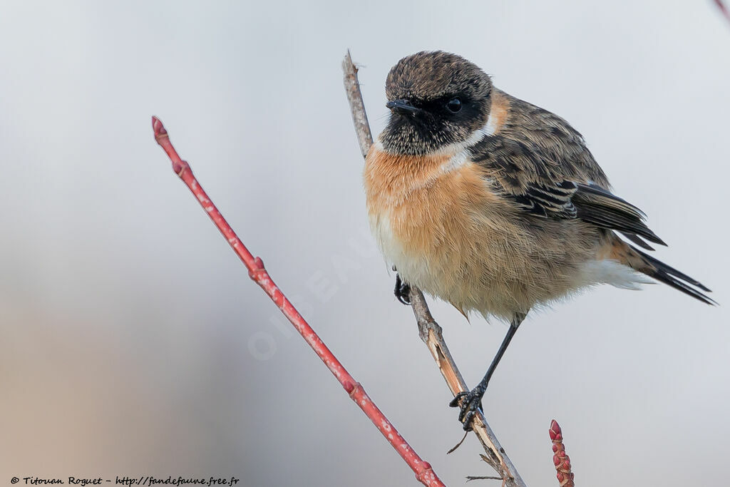 European Stonechat