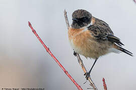 European Stonechat