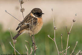 European Stonechat