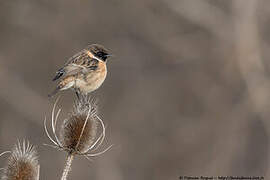 European Stonechat