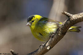 Eurasian Siskin