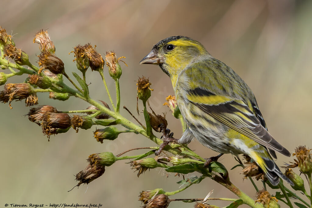 Eurasian Siskin