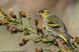 Eurasian Siskin