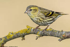 Eurasian Siskin