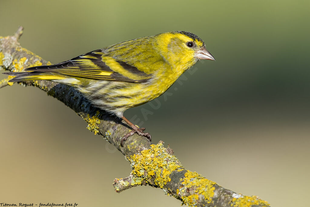 Eurasian Siskin