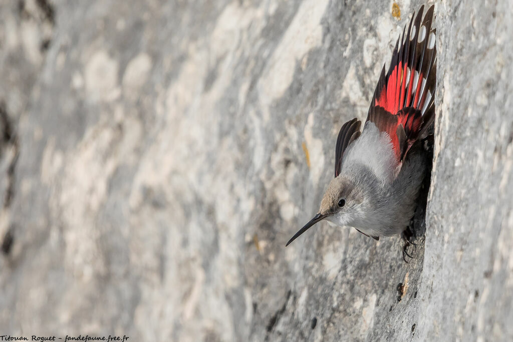 Wallcreeper