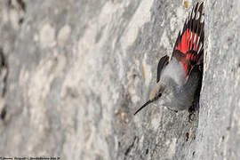 Wallcreeper