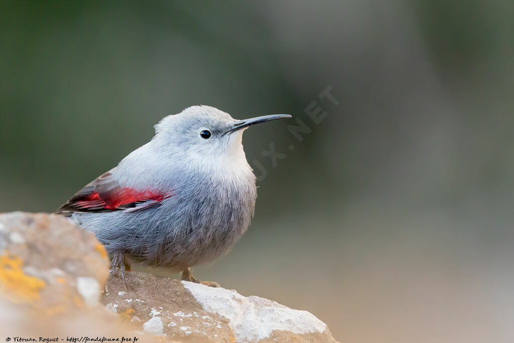 Wallcreeper