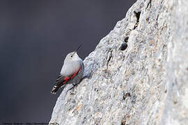 Wallcreeper