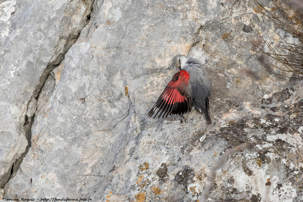 Wallcreeper