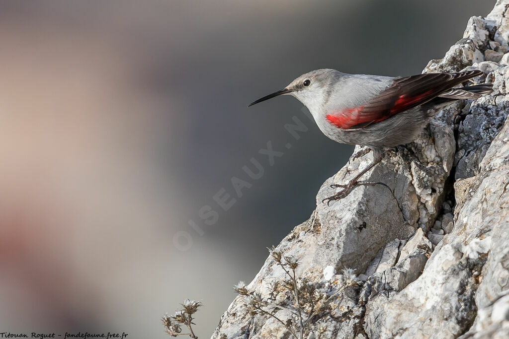 Wallcreeper