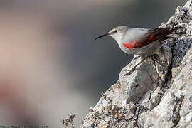 Wallcreeper