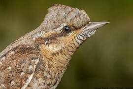 Eurasian Wryneck