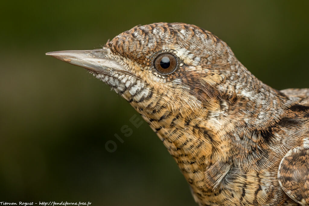 Eurasian Wryneck