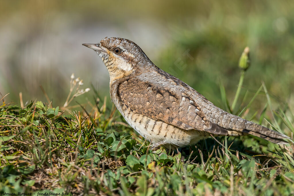 Eurasian Wryneck