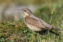 Eurasian Wryneck