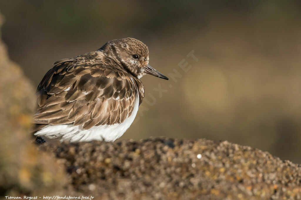 Ruddy Turnstone